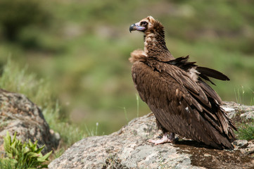 Cinereous (Eurasian Black) Vulture (Aegypius monachus), Full Length Portrait