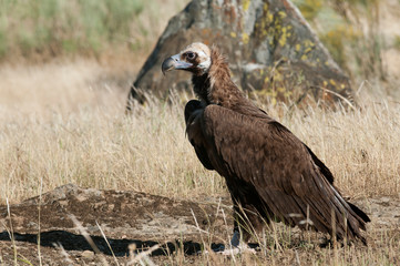 Cinereous (Eurasian Black) Vulture (Aegypius monachus), Full Length Portrait