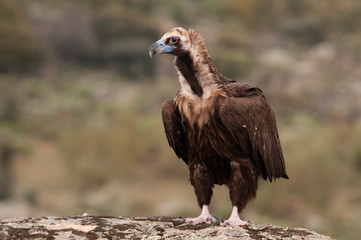 Cinereous (Eurasian Black) Vulture (Aegypius monachus), Full Length Portrait