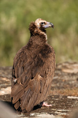 Cinereous (Eurasian Black) Vulture (Aegypius monachus), Full Length Portrait