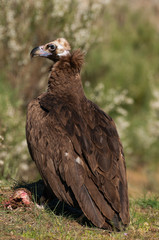 Cinereous (Eurasian Black) Vulture (Aegypius monachus), Full Length Portrait