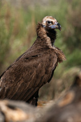 Cinereous (Eurasian Black) Vulture (Aegypius monachus), Full Length Portrait