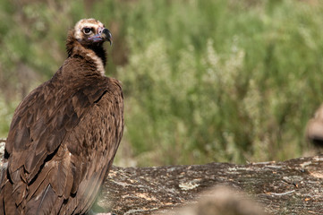Cinereous (Eurasian Black) Vulture (Aegypius monachus), Head Portrait of Vulture