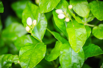 Cluster of budding jasmine flower in the green garden background. Beautiful Arabian jasmine (Jasminum sambac) bud flower on tree.