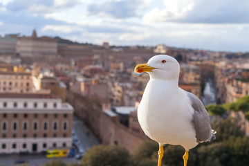 Seagull and panorama of Rome,Italy