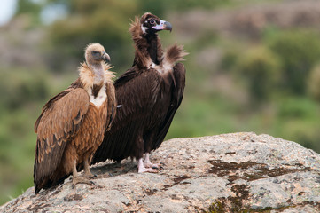 Cinereous Vulture, Aegypius monachus and Griffon Vulture, Gyps fulvus, standing on a rock
