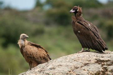 Cinereous Vulture, Aegypius monachus and Griffon Vulture, Gyps fulvus, standing on a rock