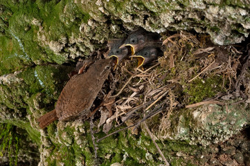 Obraz premium House Wren, Troglodytes troglodytes, at the entrance of their nest with their young