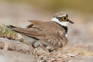 Little Ringed Plover (Charadrius dubius), adult in the nest with eggs