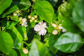 Cluster of budding jasmine flower in the green garden background. Beautiful Arabian jasmine (Jasminum sambac) bud flower on tree.