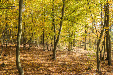 Las dębowy © Kamil
