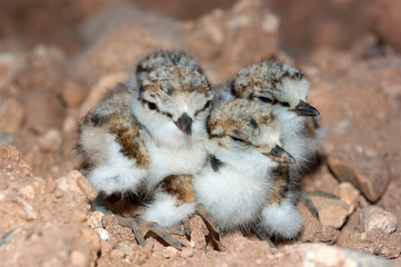 Little Ringed Plover (Charadrius dubius), young