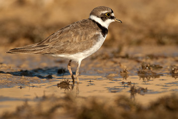 Little Ringed Plover (Charadrius dubius), Looking for food in water and mud