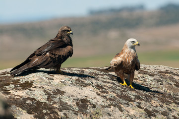 Red kite, Milvus milvus, Black Kite, Milvus migrans, standing on a rock