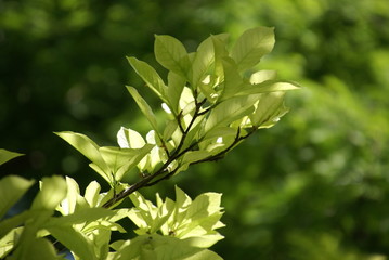 Blätter am Ast vor grünem Hintergrund