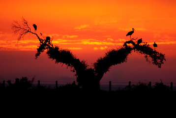 Fototapeta na wymiar White storks (Ciconia ciconia), perched on an oak at sunset, silhouettes