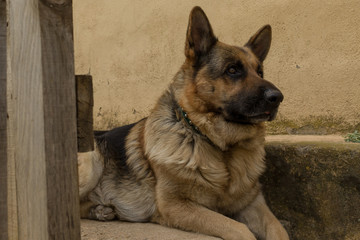 Mirada perro pastor alemán