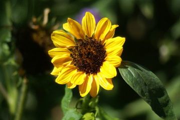 Sonnenblume 201502