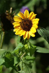 Sonnenblume hochkant 201501