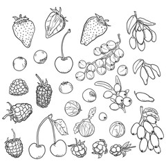 Vector Sketch Set of Berries