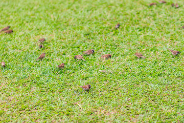 Flock of Eurasian Tree Sparrow bird are looking for food on grass field. It is passerine bird in the sparrow family with a rich chestnut crown and nape, and a black patch on each pure white cheek.