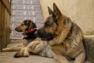 perro pastor alemán 