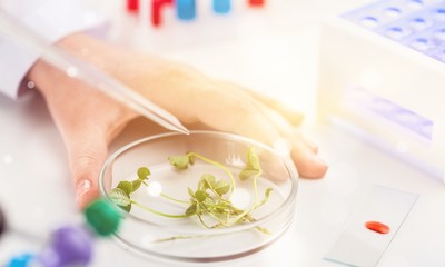 Examine floral samples over microscope, taking sample
