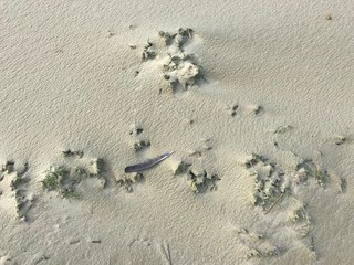 Sand dunes on Curonian Spit