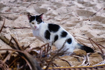 a cat sitting on the beach