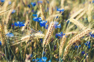 Fototapeta premium blue cornflowers growing among the field of rye ears close up