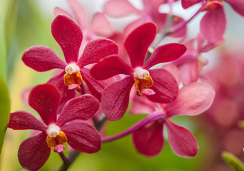 Close up beautiful red orchid. Macro photo