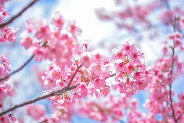 Japan's amazing landscape for wallpaper. Pastel pink / white cherry blossoms (sakura) blooming in spring in bright sunny day with blue sky