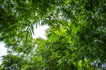 Bamboo tree in the garden with below view or bottom angle view.
