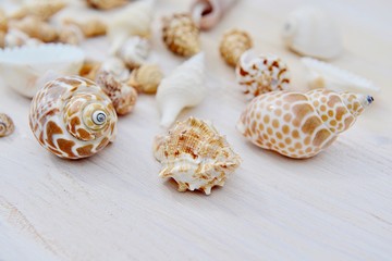 seashells on wooden background