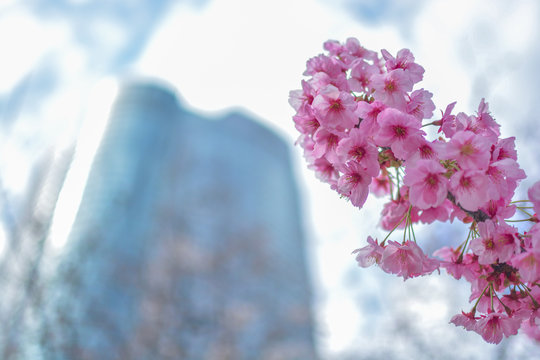 Japan's amazing landscape for wallpaper. Pastel pink / white cherry blossoms (sakura) blooming in spring in bright sunny day with blue sky