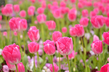 Fototapeta premium Bright pink tulip meadow in pink and green, in Spring