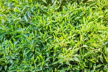 Organic green bird's eye chili, bird eye chili, bird's chili, chile de arbol, or Thai chili fruits on tree bush with green leaves background.