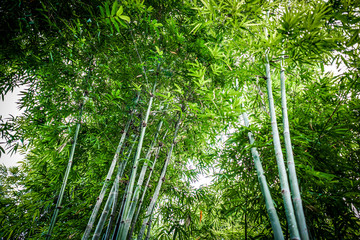 Fototapeta na wymiar Bamboo tree in the garden with below view or bottom angle view.