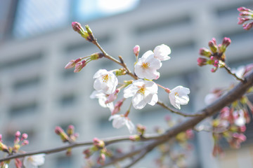 Japan's amazing landscape for wallpaper. Pastel pink / white cherry blossoms (sakura) blooming in spring in bright sunny day with blue sky