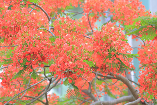red flower of delonix regia