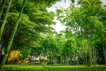 a lot of bamboo tree in the private graden with a little wooden cottage beside.
