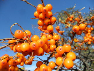 orange berries