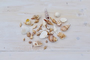 seashells on wooden background