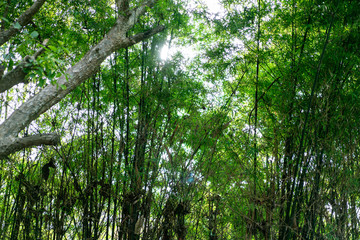 Bamboo tree in the forest with the glitter light between the leaf.