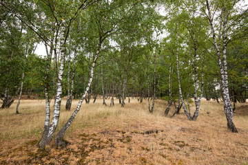 Fototapeta premium Birkenwald, Westruper Heide, Naturpark Hohe Mark, Münsterland, Nordrhein-Westfalen, Deutschland, Europa