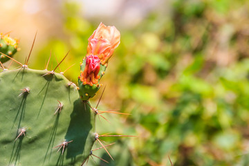 Beautiful Opuntia cochenillifera budding flowers. Opuntia cochenillifera is a species of cactus in the subfamily Opuntioideae.