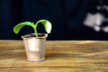 Seedlings in peat pots and tools