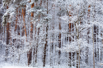 Beautiful  forest after a snowfall.