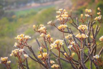 Forest of Plumeria flower trees on the mountain, nearby Khao Wang, Phranakhon Kiri, Phetchaburi, Thailand.