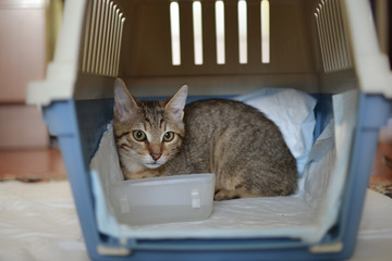 Cat in a cat carrier, pet transport box